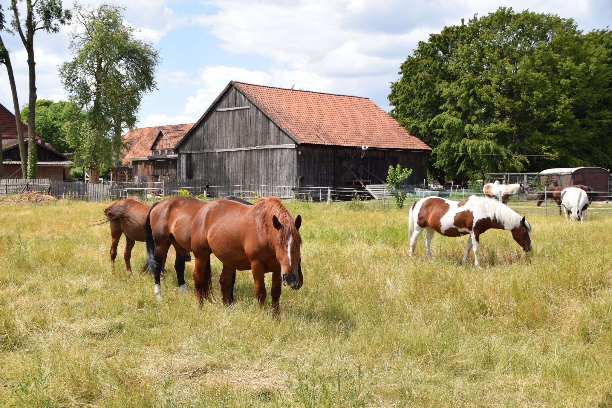 Über Uns Pferdehof Danehl